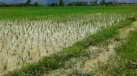 Petani padi di Ponorogo khawatir akan hasil panen mereka karena banjir sudah merendam sawah sekitar seminggu. (Liputan6.com/Dian Kurniawan)