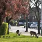 Warga melewati kawanan rusa Bera yang mencari rumput di halaman sebuah perumahan di Harold Hill, London, 4 April 2020. Rusa yang diyakini berasal dari Taman Dagnam itu kini berada di dekat area perumahan yang sepi saat Inggris memberlakukan lockdwon selama pandemi corona Covid-19. (Ben STANSALL/AFP)