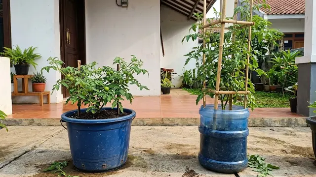 Ember Bekas atau Galon Bekas untuk Menanam Tomat