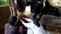 Foto Selfie Memerah Susu Sapi Dongkrak Kunjungan Wisata