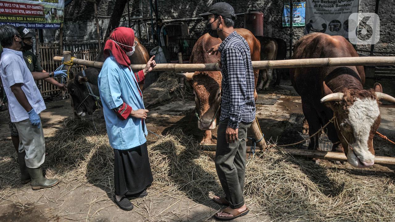Pemeriksaan Kesehatan Hewan Kurban di Masa Pandem