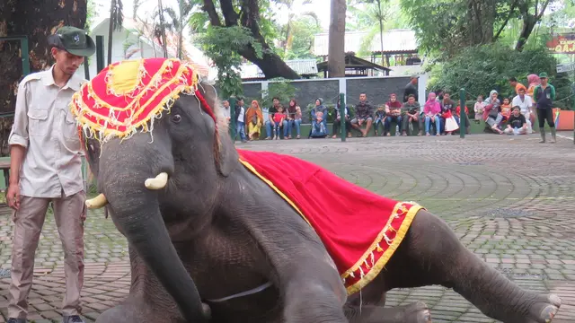 Gajah Sumatera