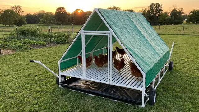 Ilustrasi Kandang Ayam Rangka Pipa PVC Ringan dan Portable/Gemini AI