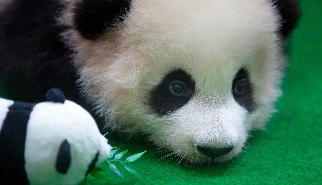 Seekor bayi panda duduk di tanah ketika diperkenalkan kepada publik di Kebun Binatang Malaysia, Kuala Lumpur, Sabtu (26/5). Bayi panda yang lahir lima bulan lalu tersebut membuat penampilan media pertamanya. (AP Photo/Vincent Thian)