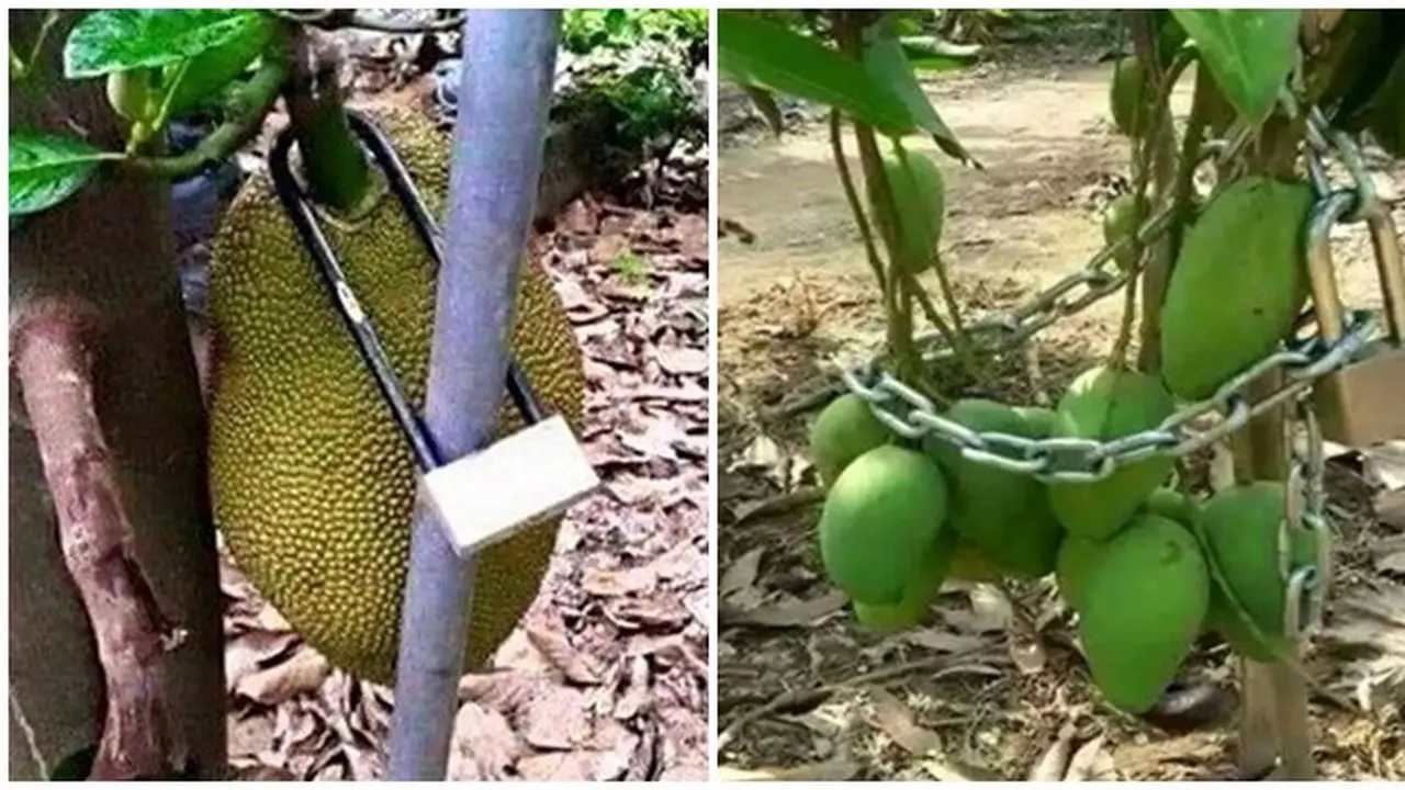 6 Cara Absurd Pengamanan Buah Agar Tak Dicuri Ini Kocak