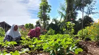 Lahan pertanian organik (Foto: Dok Istimewa)