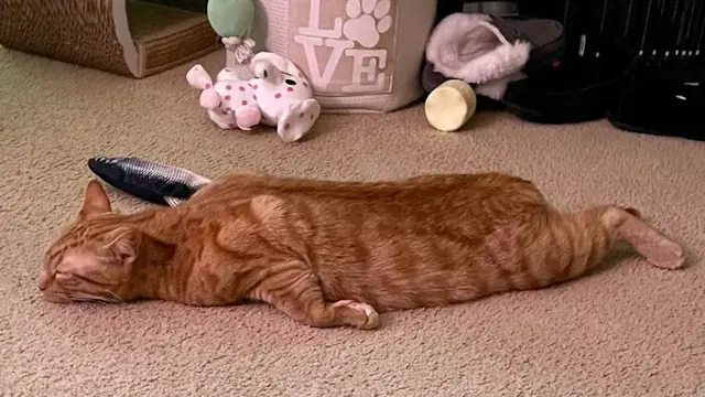 Enggak Habis Pikir, 8 Potret Posisi Tidur Kucing Oren Ini Bikin Tepuk Jidat