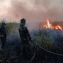 Karhutla di TN Way Kambas Capai 802 Hektare, Water Bombing Disiapkan
