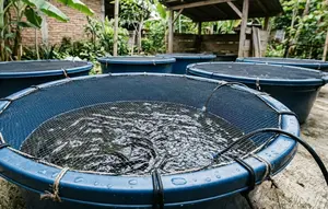 Cara Ternak Lele di Ember Dangkal agar Tidak Lompat, Cukup Terapkan 8 Trik Ini