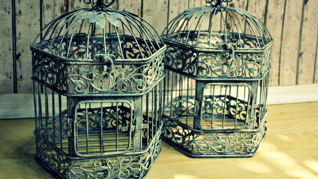 10 Burung Yang Banyak Diminati