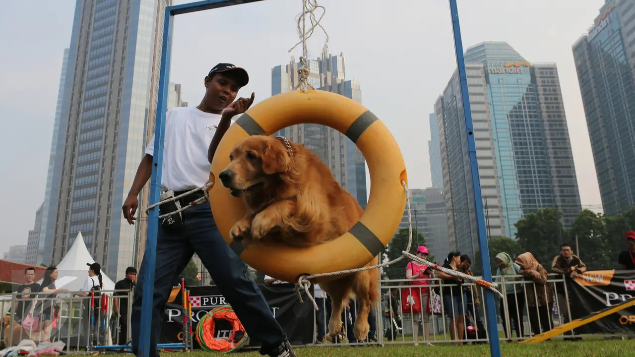 20161106 Serunya Bermain dan Berlatih Ketangkasan Anjing 