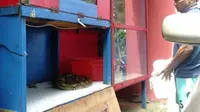Penampakan ular piton yang ditangkap warga Kelurahan Sukadamai, Kecamatan Tanah Sareal, Kota Bogor, Selasa (24/11/2020). (Liputan6.com/Achmad Sudarno)