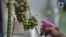 Yatno menyiram buah anggur di Kebun Imut Si Nakal, Kelurahan Malaka Sari, Kecamatan Duren Sawit, Jakarta, Minggu (7/3/2021). Harga bibit pohon anggur di kebun ini dibanderol dengan harga mulai Rp125 ribu hingg Rp1,5 juta per buah tergantung jenis dan ukuran. (merdeka.com/Iqbal S. Nugroho)