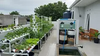 8 Kebun Hidroponik di Atap Rumah Biar Lahan Sempit Tetap Produktif, Panen Sayur Tanpa Lahan