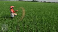Petani memupuk tanaman padi di Karawang, Jawa Barat, Senin (4/7). Untuk mencapai target swasembada pangan 2016, pemerintah telah mengalokasikan anggaran sebesar Rp 20 triliun. (Liputan6.com/Gempur M Surya)