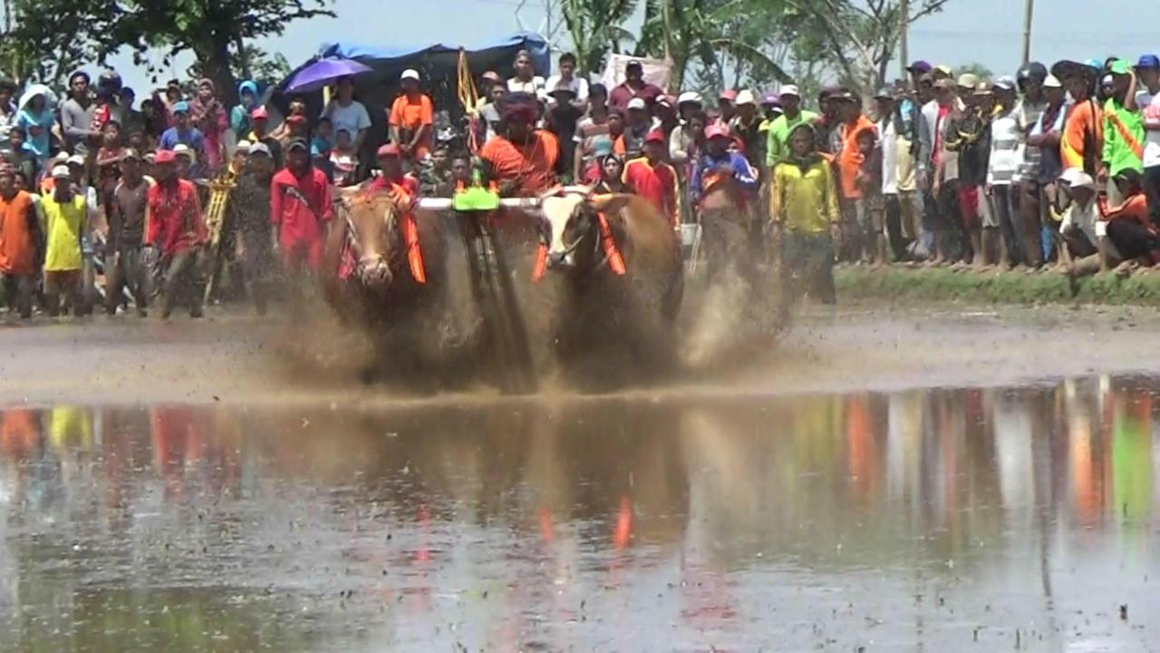 Serunya Tradisi Karapan Sapi Brujul Probolinggo
