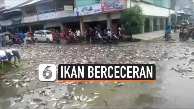 VIDEO: Ribuan Ikan Patin Berceceran di Jalan Raya Singkawang