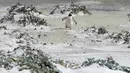 Penguin Gentoo terlihat di Volunteer Point, Kepulauan Falkland (Malvinas), Stanley, Inggris, 6 Oktober 2019. Di wilayah Inggris di Samudra Atlantik Selatan tersebut terdapat penguin jenis King, Rockhopper, Gentoo, Magellanic, dan Macaroni. (Pablo PORCIUNCULA BRUNE/AFP)