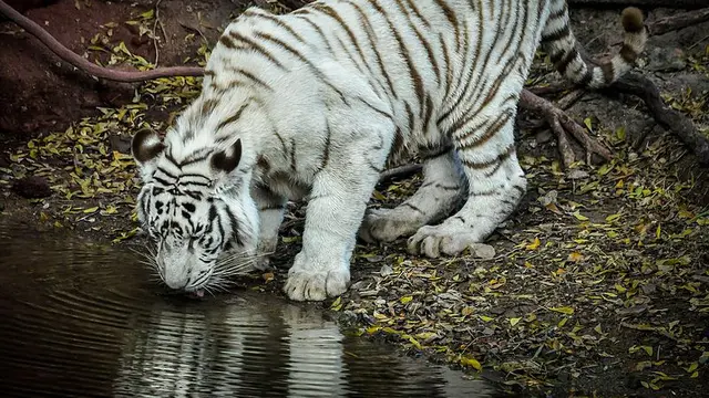 White Tiger atau Macan Putih minum di sungai hutan