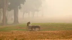 Seekor monyet ekor panjang mencari minuman di tengah kabut asap tebal akibat kebakaran hutan dan lahan di Palangkaraya, Kalimantan Tengah, Sabtu (10/10/2026). Kabut asap menyelimuti sejumlah wilayah di Indonesia, Malaysia, dan Singapura selama beberapa pekan terakhir akibat kebakaran yang melanda kawasan hutan di Kalimantan dan Sumatra. Asap kebakaran terbawa angin hingga melintasi wilayah regional dan berdampak pada kualitas udara. (REINA/AFP)