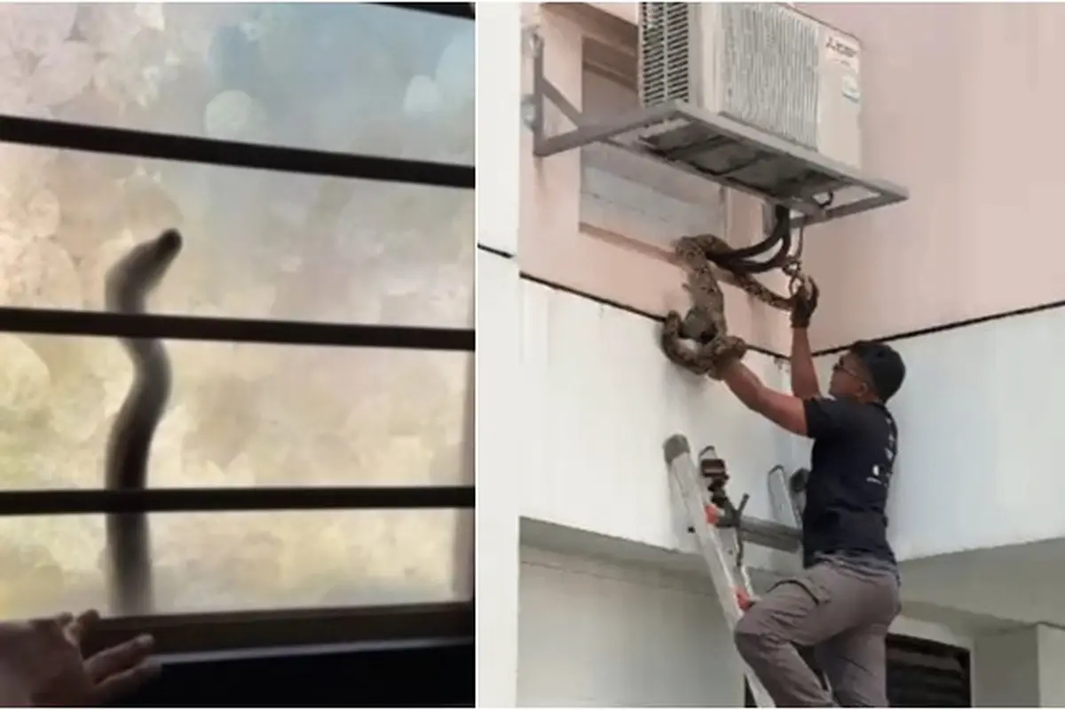 Momen Ular Piton Coba Masuk ke Jendela Rusun Lantai 2, Bikin Penghuni Rumah Heboh
