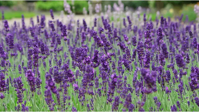 Courtesy Thefoothills