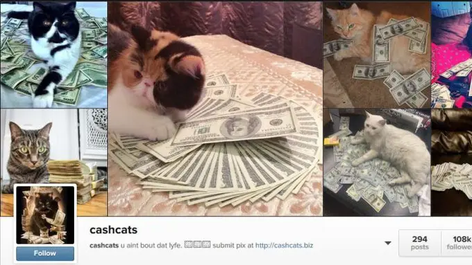 [Bintang] Foto Kucing-Kucing yang Lebih Tajir dari Kamu