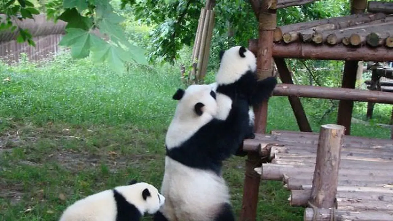 Panda di tempat penitipan Lembaga Penelitian Chengdu, Cina