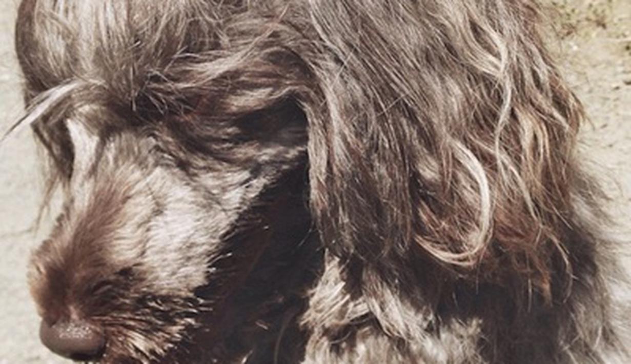 Gaya Rambut Anjing Super Trendi Bikin Ia Tambah Cute Dan 