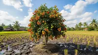 7 Pohon Buah yang Tetap Produktif di Tanah Bekas Sawah, Mulai Rambutan, Pisang, Hingga Jambu