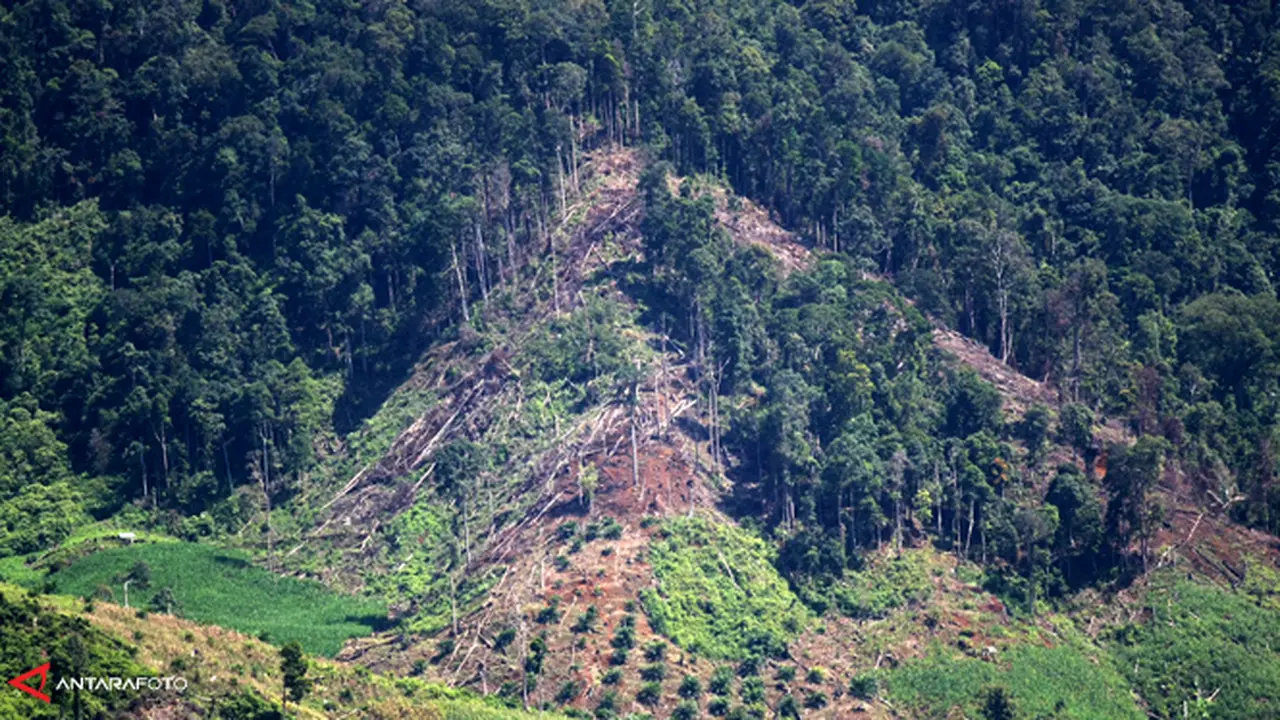 hutan-131212b.jpg