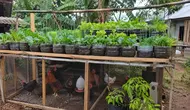 7 Cara Membuat Kebun Sayur di Atas Kandang Ayam dengan Galon Bekas