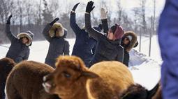 Kim Solga mengikuti kelas Yoga Salju bersama Alpaca di salju di Brae Ridge Farm and Sanctuary dekat Guelph, Ontario, pada 20 Februari 2022. Selusin orang mengikuti kelas yoga di luar ruangan dikelilingi oleh alpaca di musim dingin Kanada yang membekukan. (Geoff Robins / AFP)