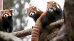 Bayi kembar panda merah, Zeya (kanan) dan saudaranya, Ila (tengah) bersama sang induk, Hazel, bertengger di atas pohon di kandang sementara mereka selama pratinjau media hewan-hewan di Woodland Park Zoo, Seattle, Rabu (14/11). (AP /Elaine Thompson)