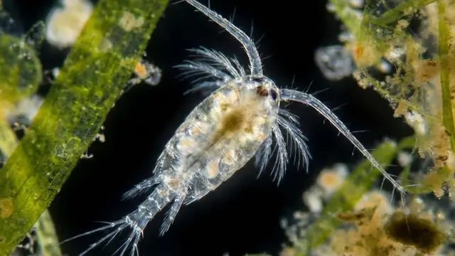 Budidaya Artemia