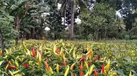 Sudah Dipupuk Tapi Tanaman Tetap Kerdil, Ini Cara Merawat Cabai agar Subur dan Produktif