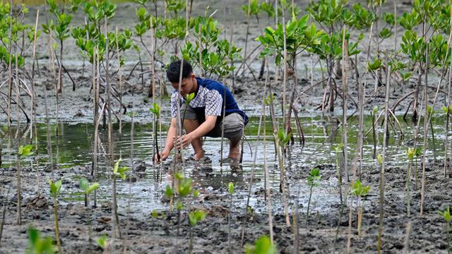 Realisasikan Kesadaran dan Rasa Tanggung Jawab Lingkungan Para Siswa di Banda Aceh Tanam Mangrove