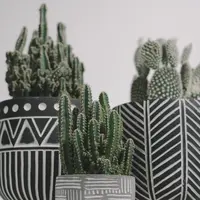 Ilustrasi Tanaman Kaktus Credit: pexels.com/Scott