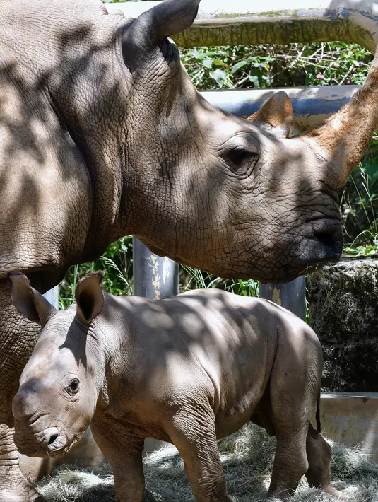 Bayi badak putih selatan berusia 29 hari terlihat bersama induknya A-ju di sebuah kandang di Kebun Binatang Leofoo Village, Taiwan, Selasa (6/8/2019). Petugas kebun binatang akan memberi kesempatan kepada publik untuk menamai bayi badak jantan yang lahir pada Juli 2019 lalu tersebut. (Sam YEH / AFP)