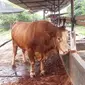 DKPP Tegal menghentikan lalu lintas daging sapi dari Yogyakarta. (Liputan6.com/Fajar Eko Nugroho)