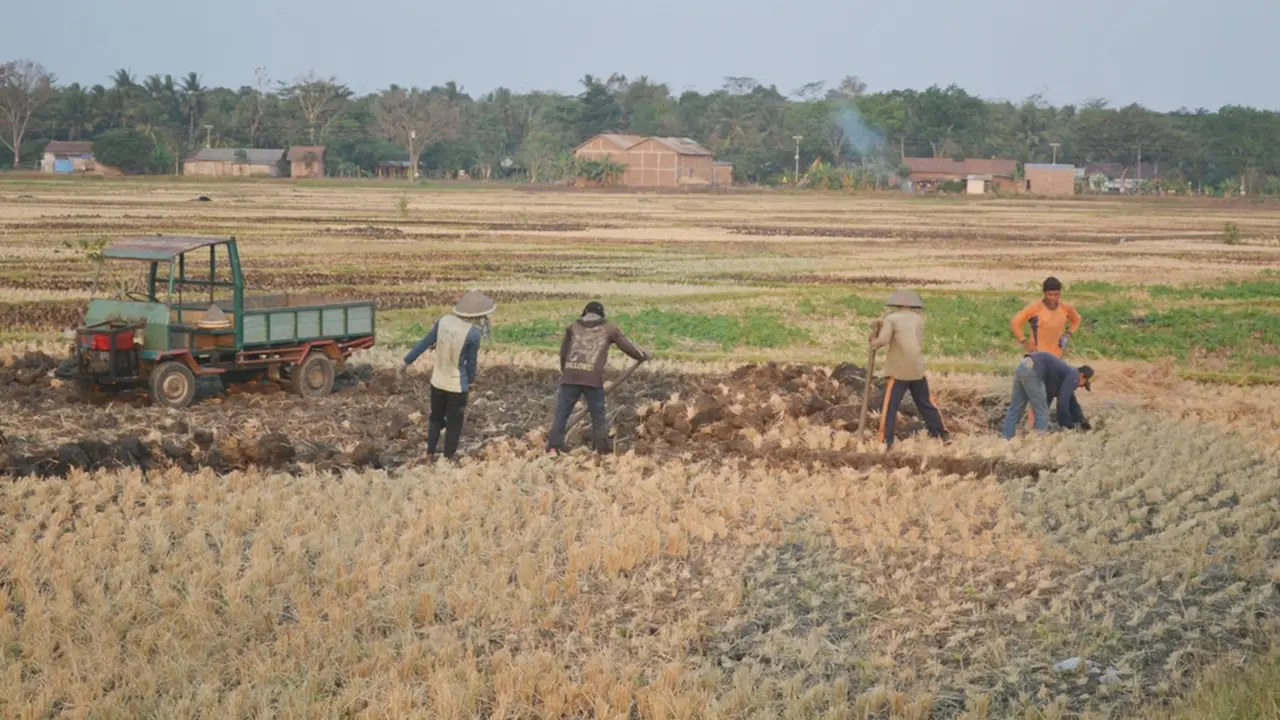 Dilema Para Petani yang Jual Bongkahan Tanah Sawah Kering 