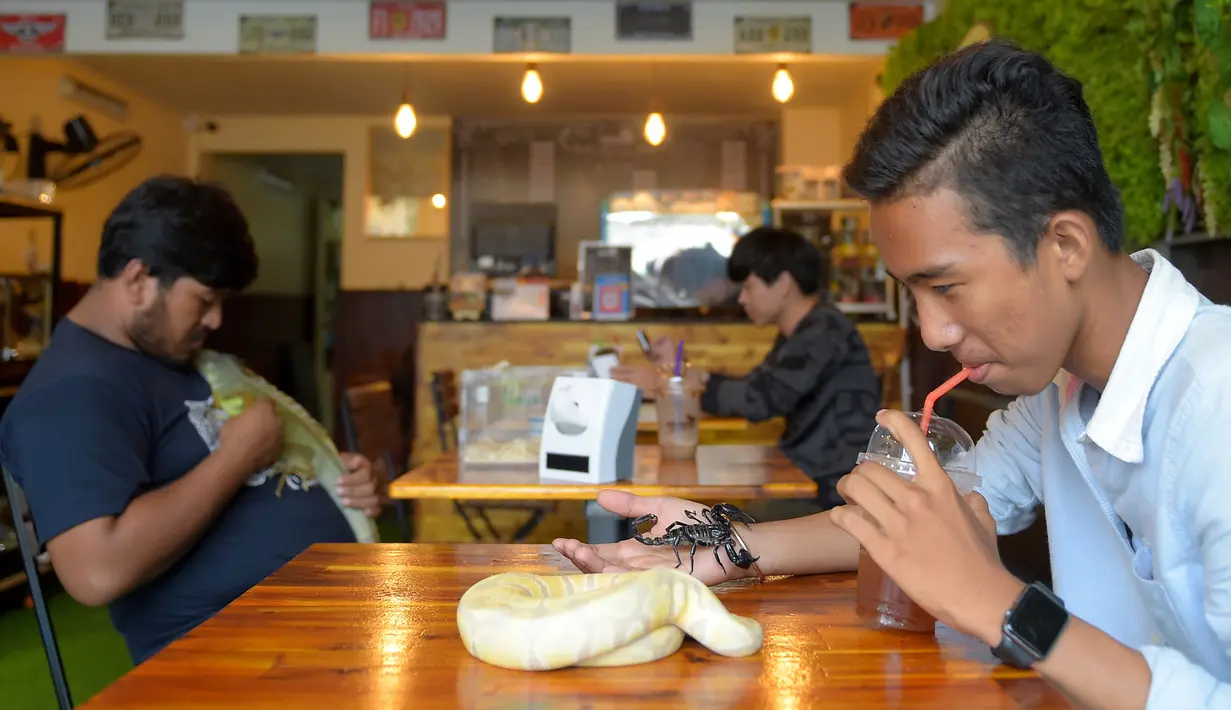 Foto yang diambil pada 18 Agustus 2018 menunjukkan pelanggan menikmati minuman sambil bermain dengan ular piton dan kalajengking di Reptile Cafe, Phnom Penh, Kamboja. Reptil yang ada di kafe ini didatangkan langsung dari Thailand. (AFP/TANG CHHIN Sothy)