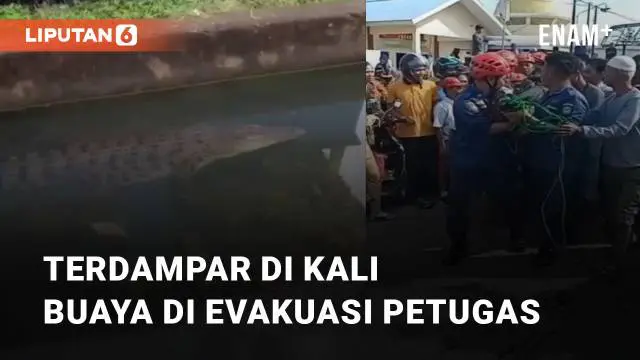 Seekor buaya ditemukan di Kali daerah Dusun Lekoala Desa Borikamase Kabupaten Maros menghebohkan warga