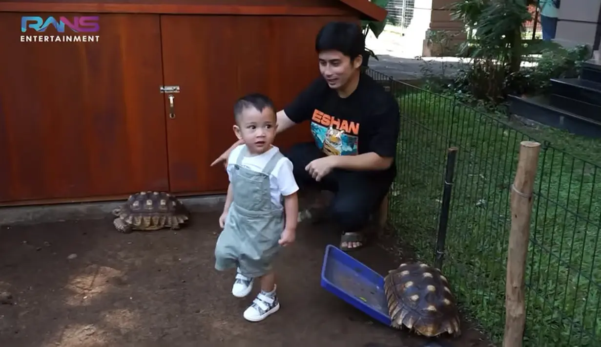 Puas melihat dan mengelus anak harimau, Cipung dikenalkan dengan binatang peliharaan Alshad yang lain. Melihat ada kura-kura besar, Cipung pingin masuk dan memegang. [Youtube/Rans Entertainment]