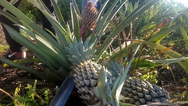 Nanas yang tumbuh subur di lahan gambut Desa Pagaruyung, Kecamatan Tapung, Kabupaten Kampar, Riau
