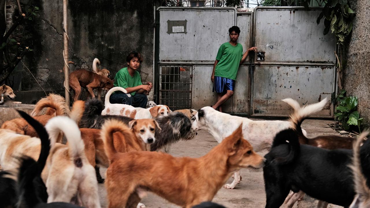Semangat Susana Somali Rawat Ribuan Anjing di Tengah Pandemi