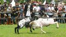 Warga menyaksikan ketangkasan domba Garut saat kegiatan Festival Ternak dan Seni Ketangkasan Domba Garut (SKDG) di halaman Stadion Pakansari, Cibinong, Bogor, Jawa Barat, Minggu (12/11/2023). (merdeka.com/Arie Basuki)