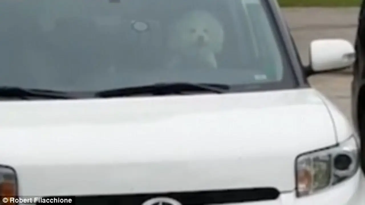 Anjing