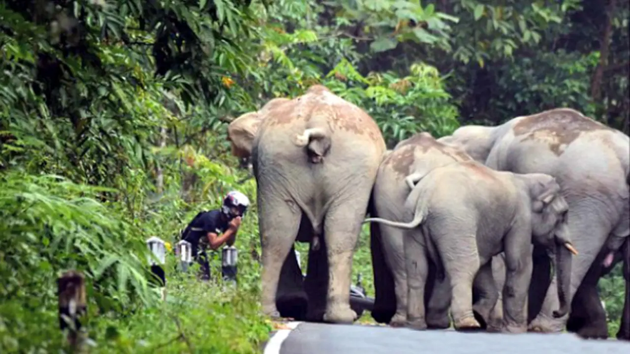 Gajah Khao Yai 
