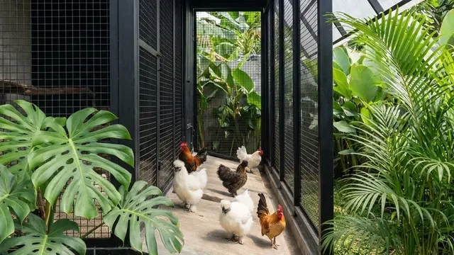 Desain Kandang Ayam Tanpa Terlihat Kumuh